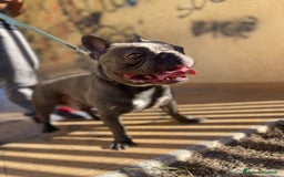 Bulldog Francese cani in vendita: Bulldog francese  - Immagine 9