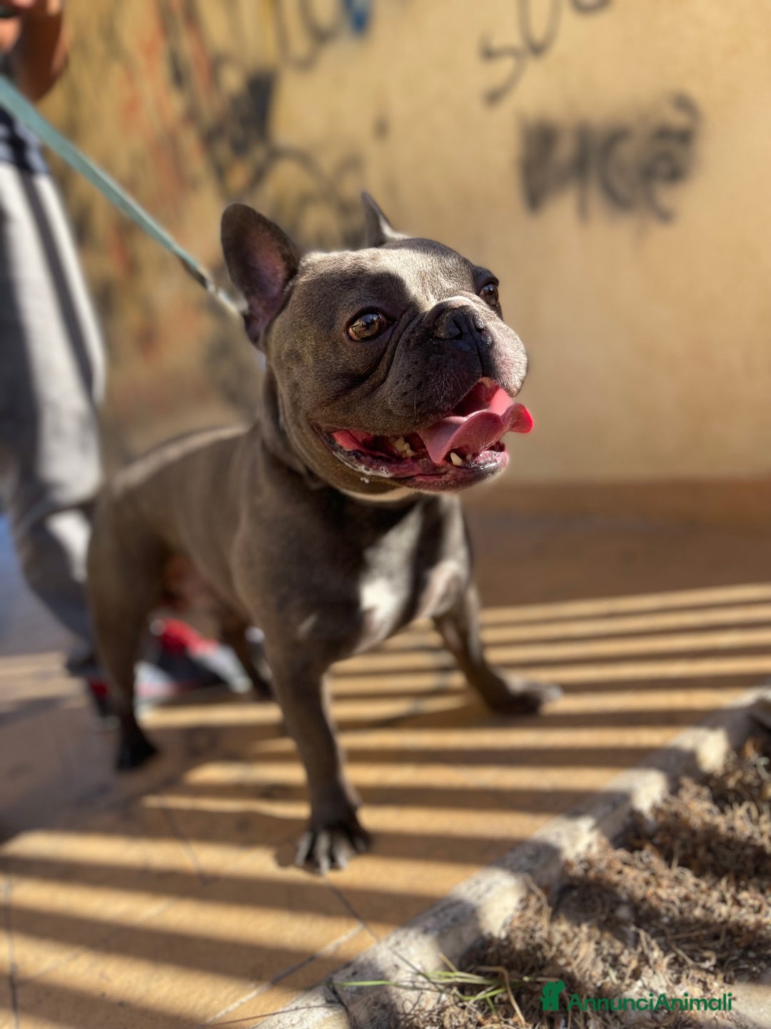 Bulldog Francese cani in vendita: Bulldog francese  - Immagine 9