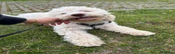 Lagotto cani in vendita: Lagotto Romagnolo  a Provincia di Vicenza - Annuncio 2