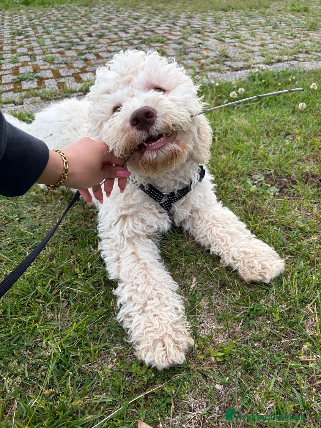 Lagotto cani in vendita: Lagotto Romagnolo  a Provincia di Vicenza - Annuncio 2