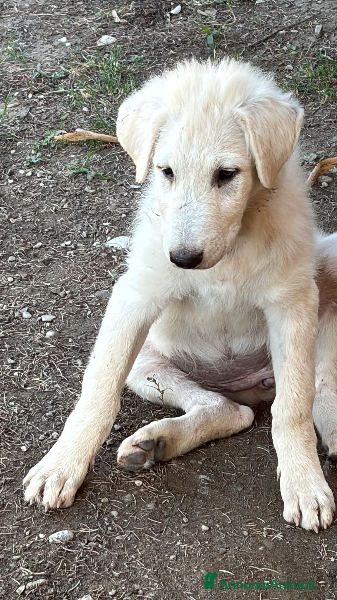 Meticcio cani Bianca meravigliosa cucciola taglia grande  - Annuncio 4