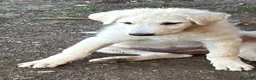 Meticcio cani in regalo: Bianca meravigliosa cucciola taglia grande  - Annuncio 1