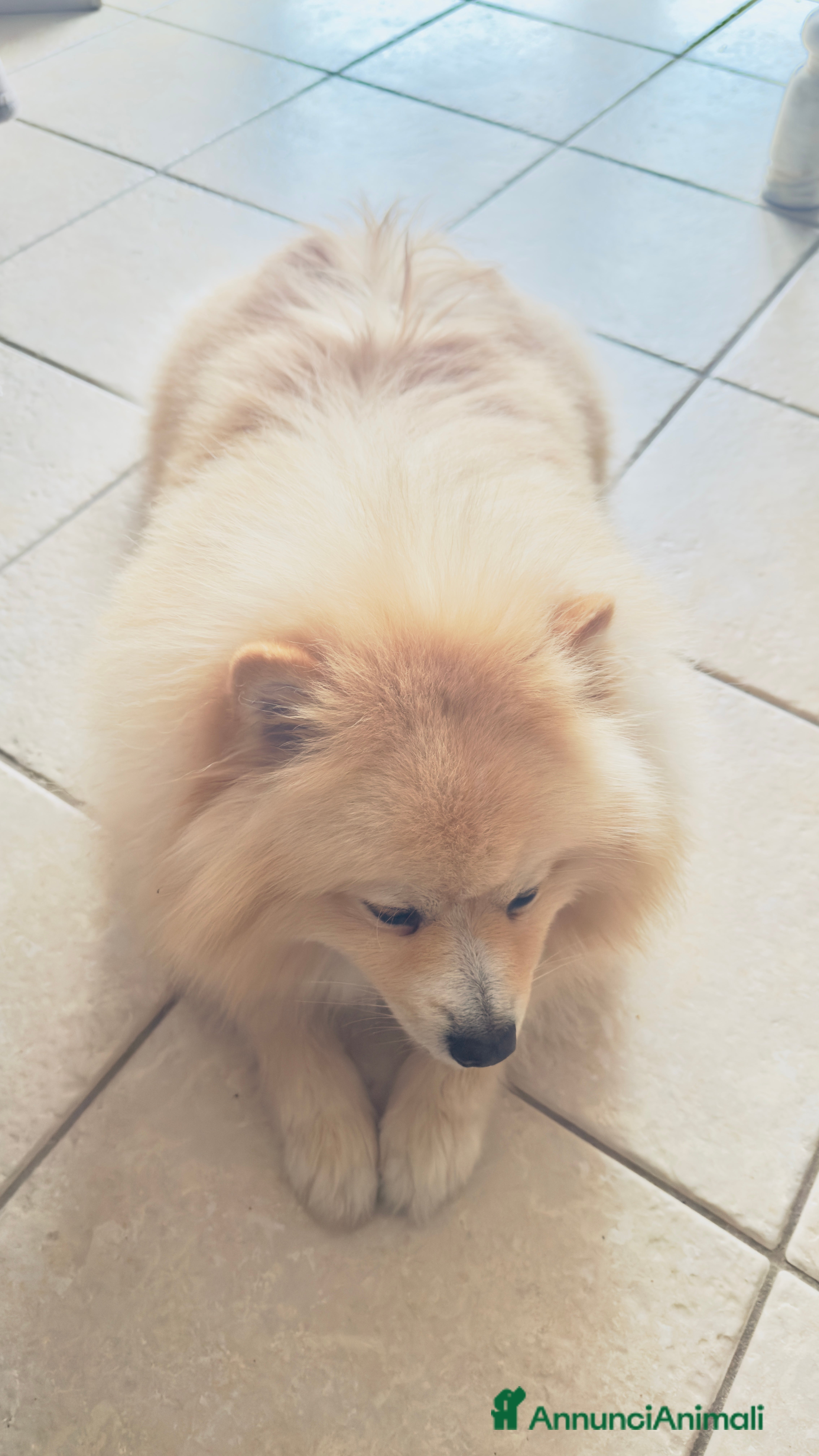 Volpino Pomerania cani Accoppiamento a Provincia di Cremona - Annuncio 1