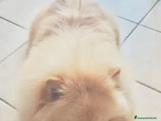 Volpino Pomerania cani Accoppiamento a Provincia di Cremona - Annuncio 1