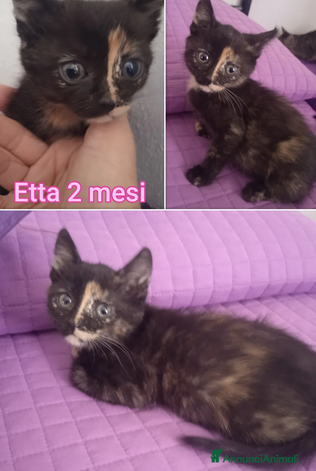 Altre razze gatti in regalo: GATTINI ADORABILI IN CERCA D'AMORE  a Città Metropolitana di Bologna - Annuncio 2