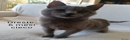 Altre razze gatti in regalo: GATTINI BISOGNOSI IN CERCA D'AMORE a Città Metropolitana di Bologna - Annuncio 4