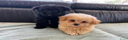 Spitz cani in vendita: Spitz tedesco nano  - Annuncio 1