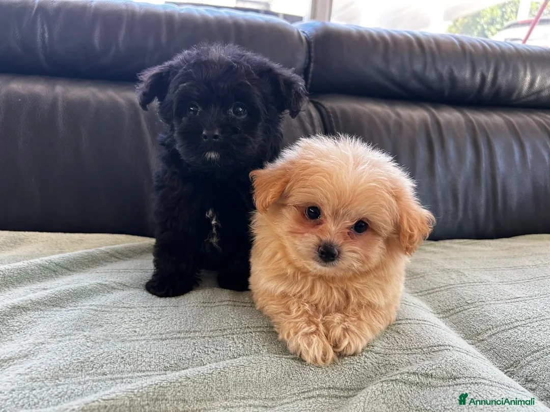 Spitz cani in vendita: Spitz tedesco nano  - Annuncio 1