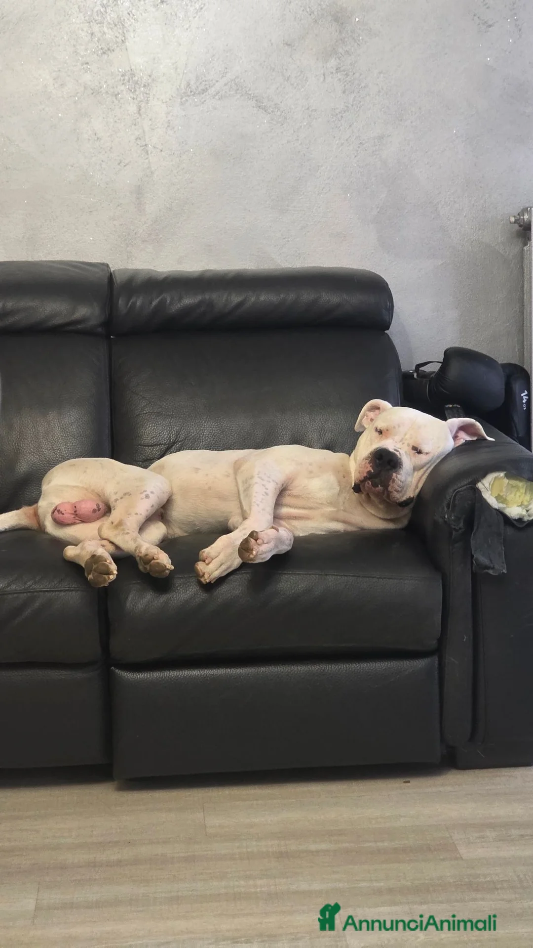 Dogo Argentino cani per accoppiamento: Ciao mi chiamo blanko cerco una cagnolona per me  a Città Metropolitana di Torino - Annuncio 2