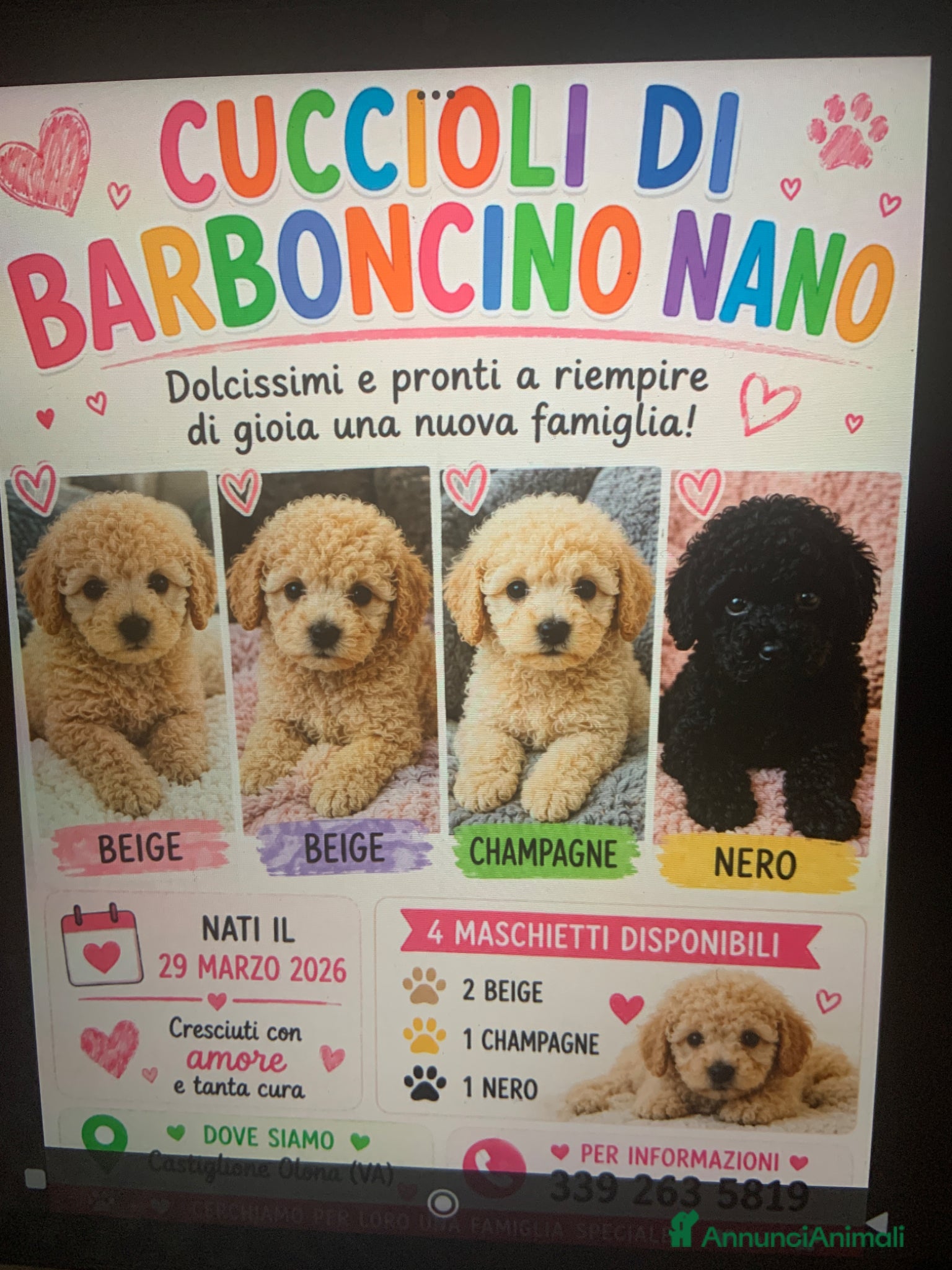 Barboncino cani Splendida cucciolata di barboncini nani - Annuncio 1
