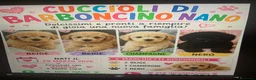 Barboncino cani in vendita: Splendida cucciolata di barboncini nani - Annuncio 1