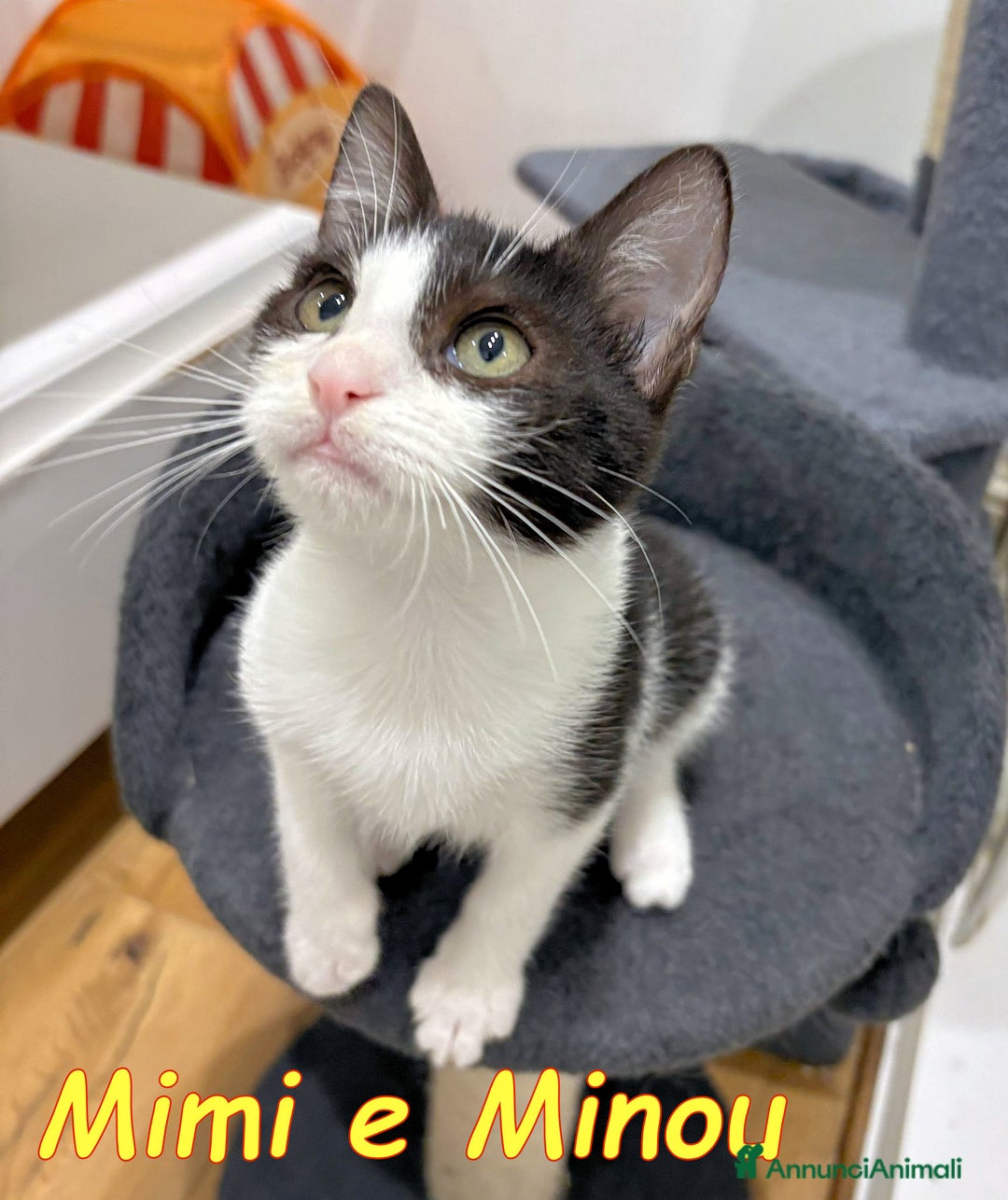 Europeo gatti in regalo: MIMI E MINOU DOLCISSIME SORELLINE - Annuncio 2