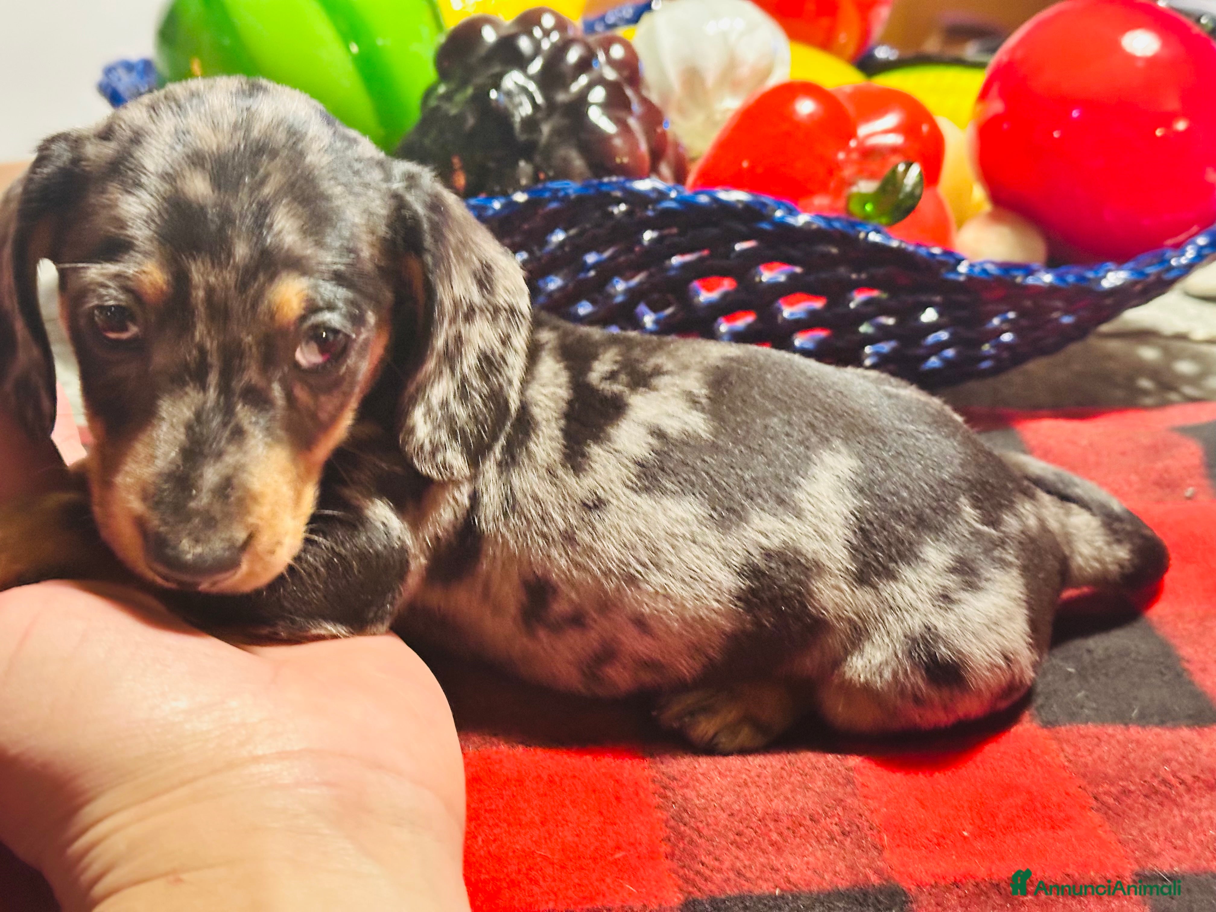 Bassotto cani Bassotto Tedesco kaninchen/nano pedigree Enci - Annuncio 12