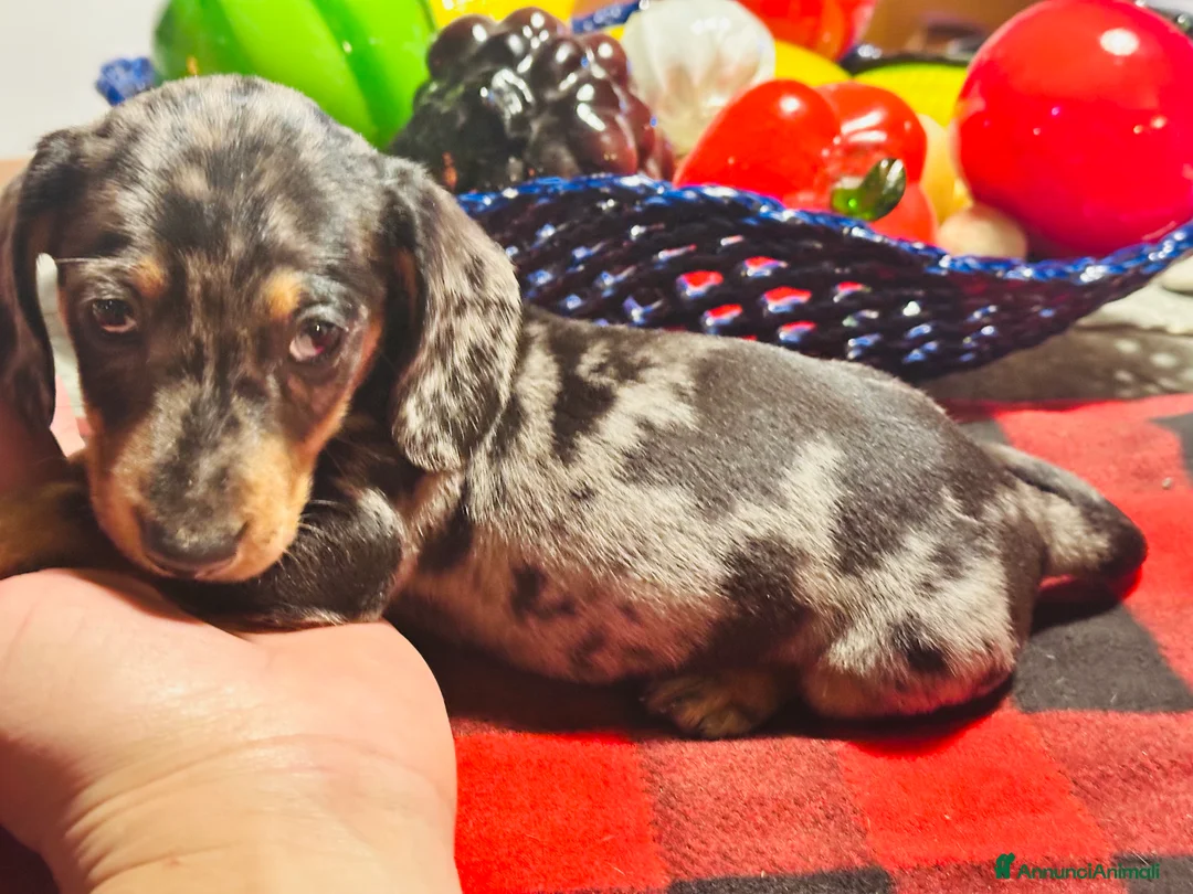 Bassotto cani in vendita: Bassotto Tedesco kaninchen/nano pedigree Enci - Annuncio 1