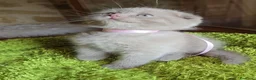 Scottish gatti in vendita: Scottish fold e straight  - Annuncio 33
