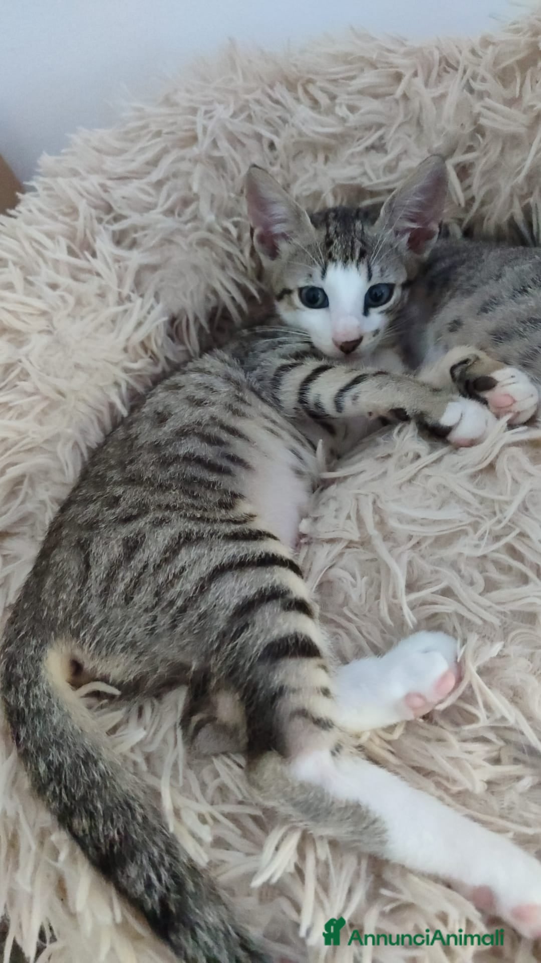 Europeo gatti 2micine tigrate quasi 3mesi MILANO - Annuncio 1