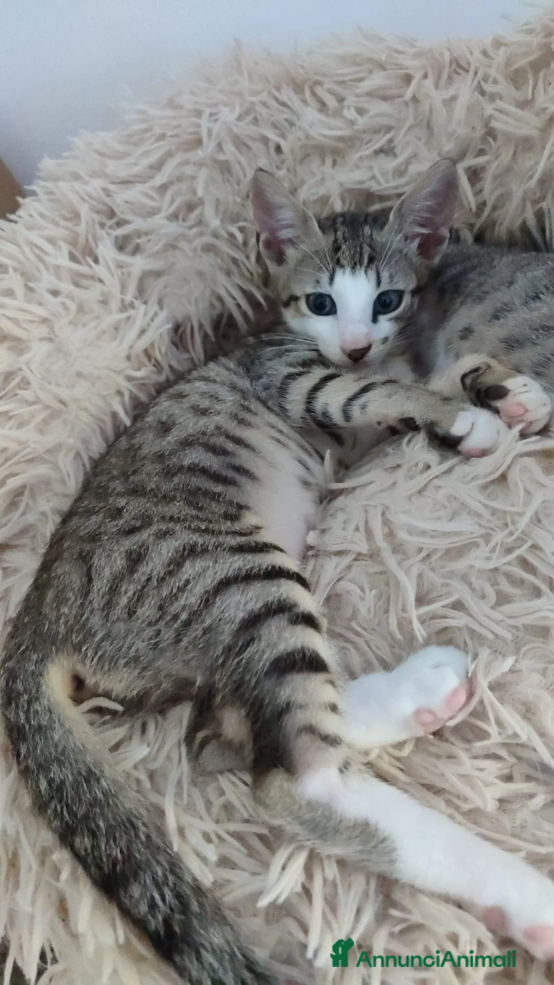 Europeo gatti in regalo: 2micine tigrate quasi 3mesi MILANO - Annuncio 1