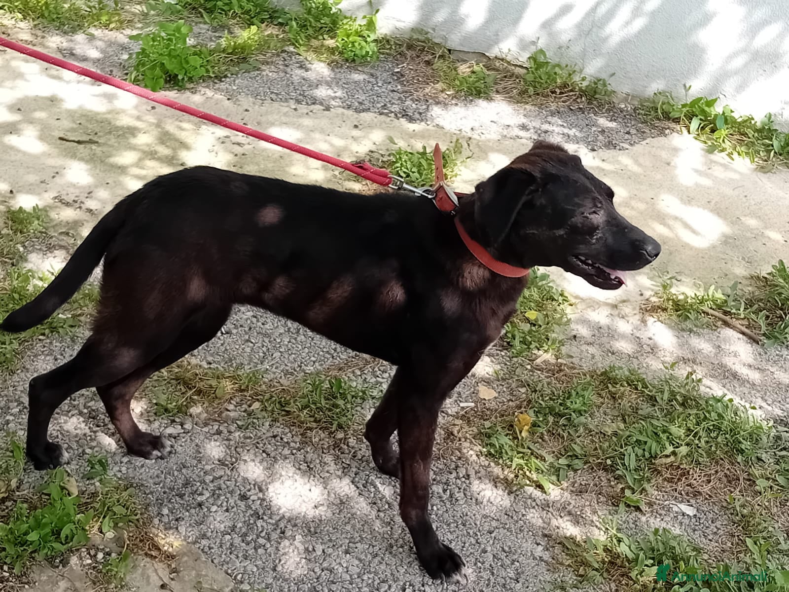 Meticcio cani Lucy, una dolcissima simil Labrador - Annuncio 2