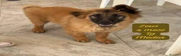Meticcio cani in regalo: Trovatelli cercano urgentemente casa  a Provincia di Monza e della Brianza - Annuncio 8