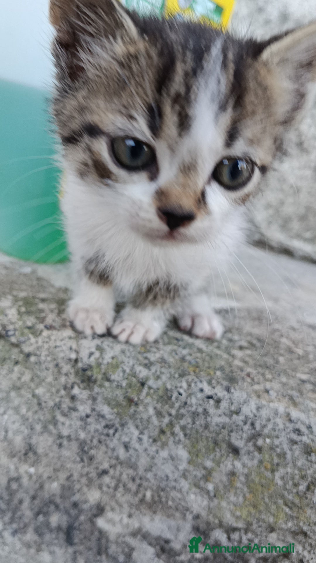 Altre razze gatti in regalo: Gattini - Annuncio 4