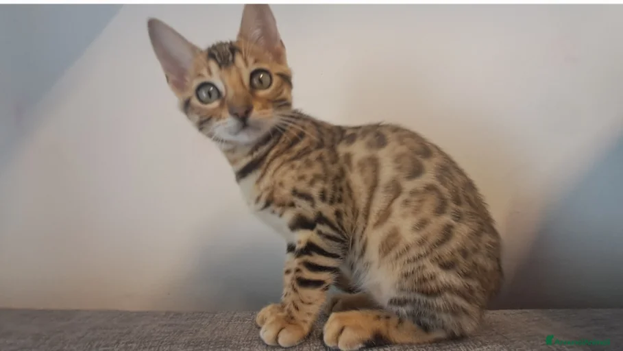 Immagine della galleria {{count}}