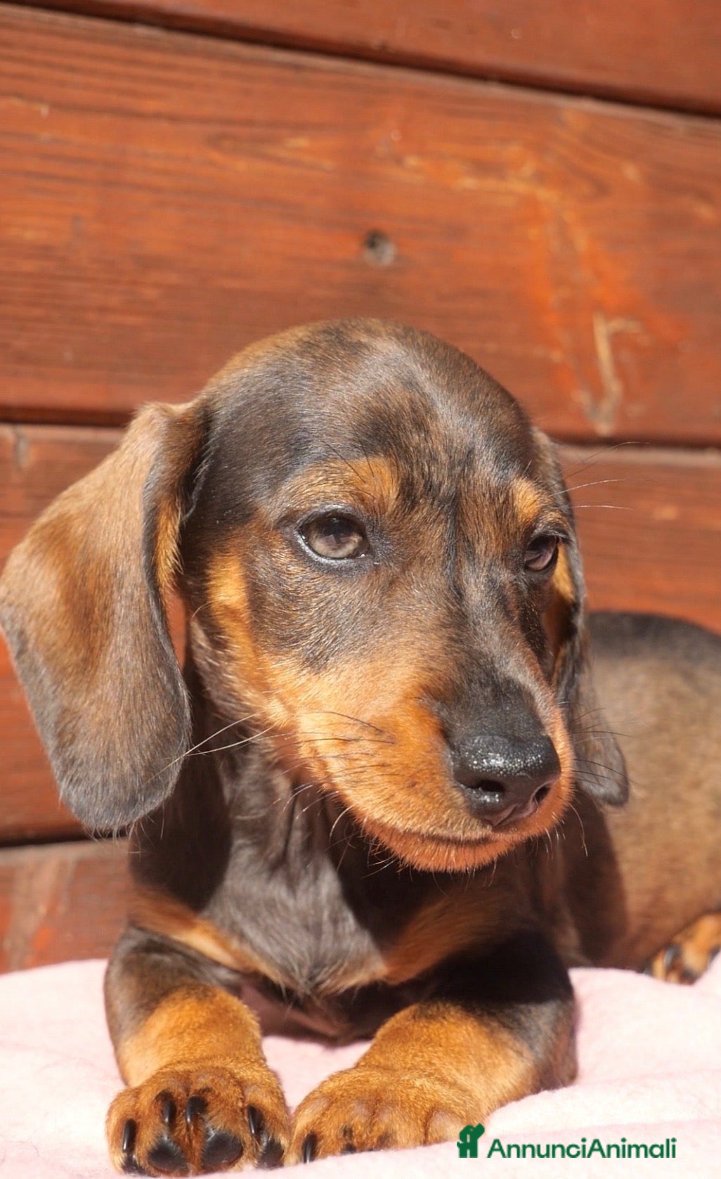 Bassotto Nano cani Ultimo cucciolo bassotto tedesco Arlecchino nano - Annuncio 2