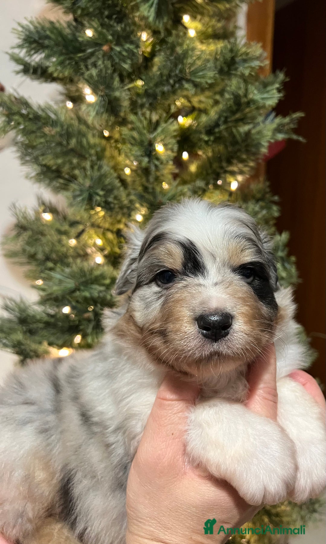 Australian Shepherd cani in vendita: Cuccioli pastore australiano/australian Shepherd  - Annuncio 1