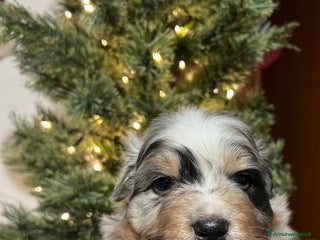 Australian Shepherd cani Cuccioli pastore australiano/australian Shepherd - Annuncio 1