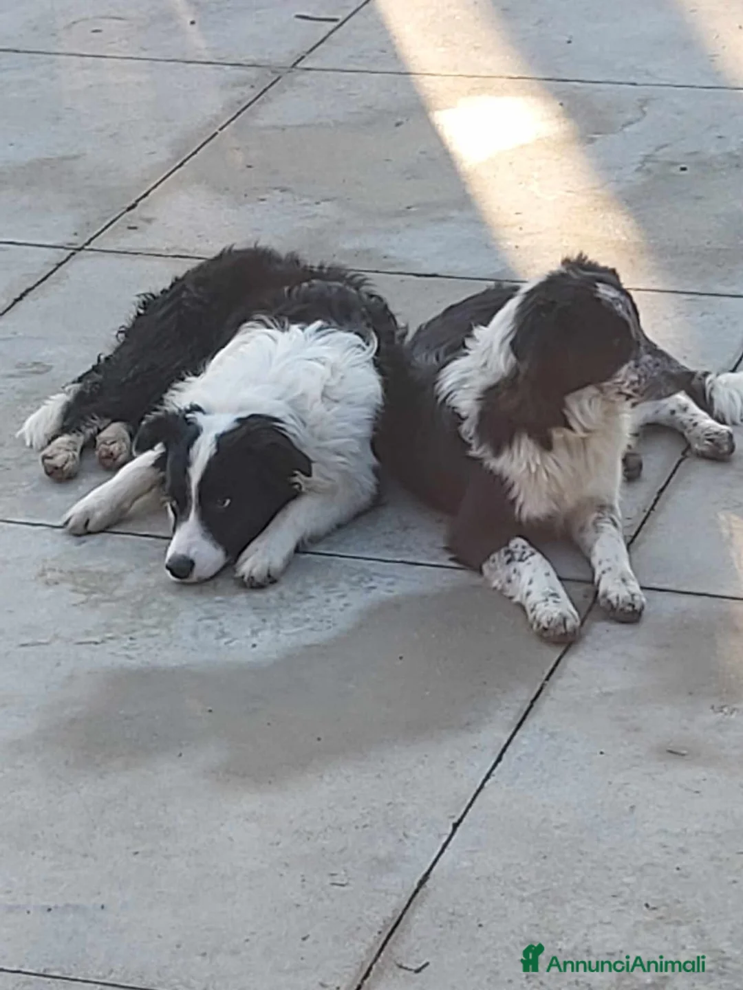 Border Collie cani in vendita: Cuccioli border collie  - Annuncio 7