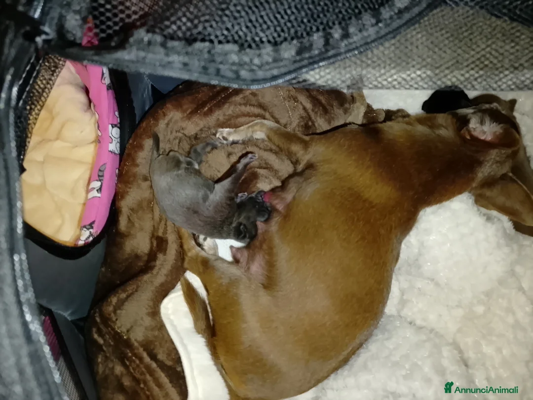 Chihuahua cani in vendita: Chihuahua pedigree ENCI  - Annuncio 4