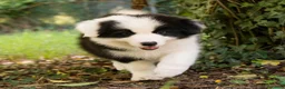 Border Collie cani in vendita: Cuccioli Border Collie  - Annuncio 6