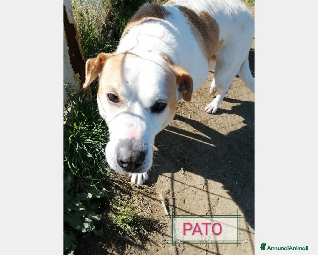 Meticcio cani in regalo: SE HAI DECISO DI CONDIVIDERE LA TUA VITA  a Roma - Annuncio 7