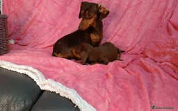 Bassotto cani in vendita: Bassotto femmina cioccolato taglia piccola  - Immagine 4