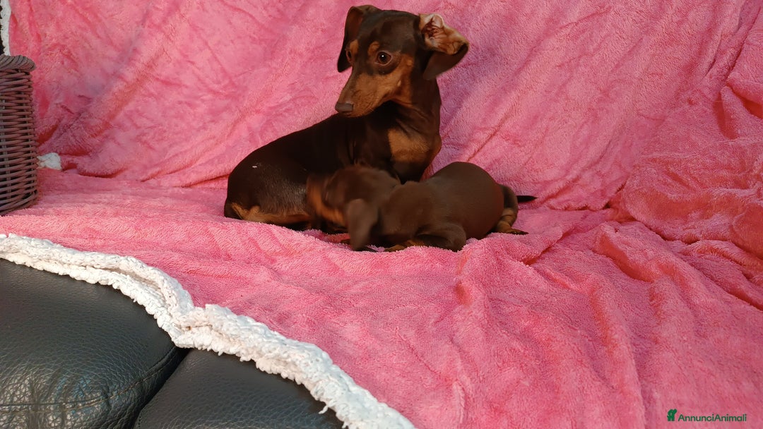 Bassotto cani in vendita: Bassotto femmina cioccolato taglia piccola  - Immagine 4