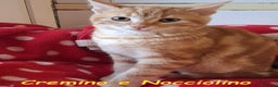Europeo gatti in regalo: CREMINO E NOCCIOLINO - Annuncio 3