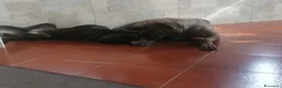 Cane Corso cani in regalo: Cucciole Cane Corso  - Annuncio 2
