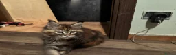 Maine Coon gatti in vendita: Cucciolo con pedigrre MAine Coon - Annuncio 2