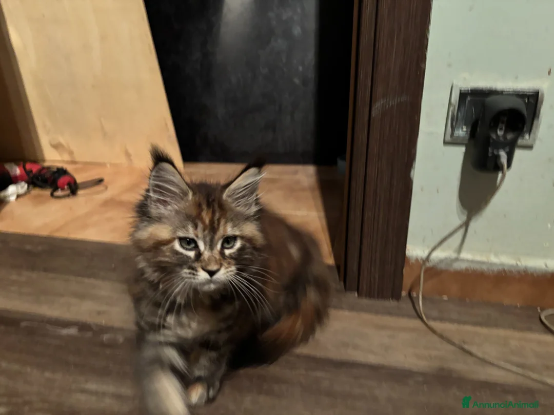 Maine Coon gatti in vendita: Cucciolo con pedigrre MAine Coon - Annuncio 2