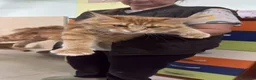 Maine Coon gatti in vendita: Femminucce Maine coon  - Annuncio 4