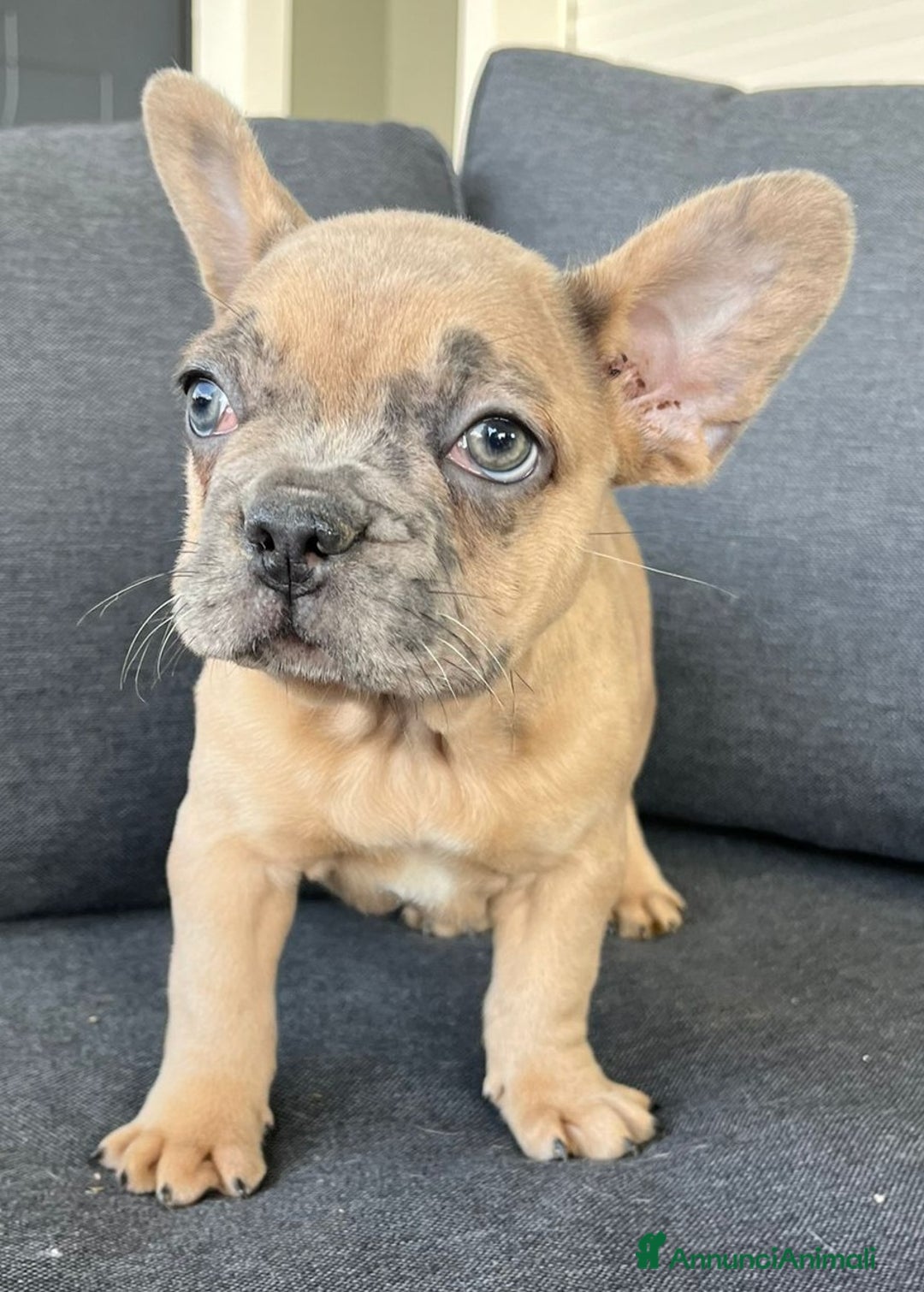 Bulldog Francese cani in vendita: Bulldog francese  - Annuncio 2