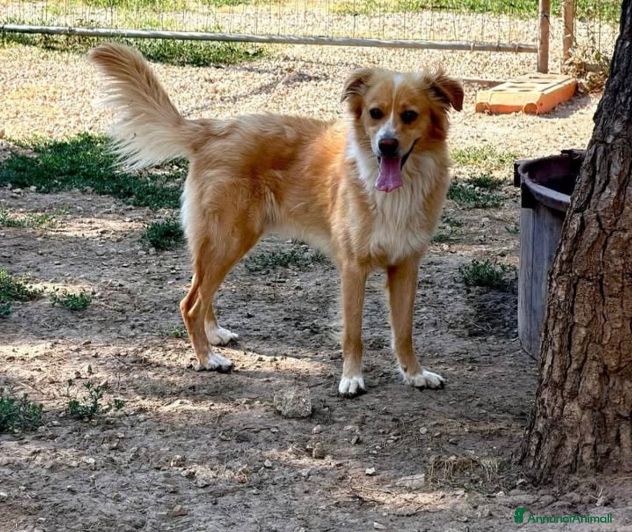 Meticcio cani Mirko dolcissimo cagnolino a pelo lungo  - Annuncio 7