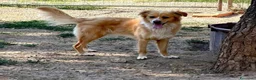 Meticcio cani in regalo: Mirko dolcissimo cagnolino a pelo lungo  a Città metropolitana di Milano - Annuncio 1