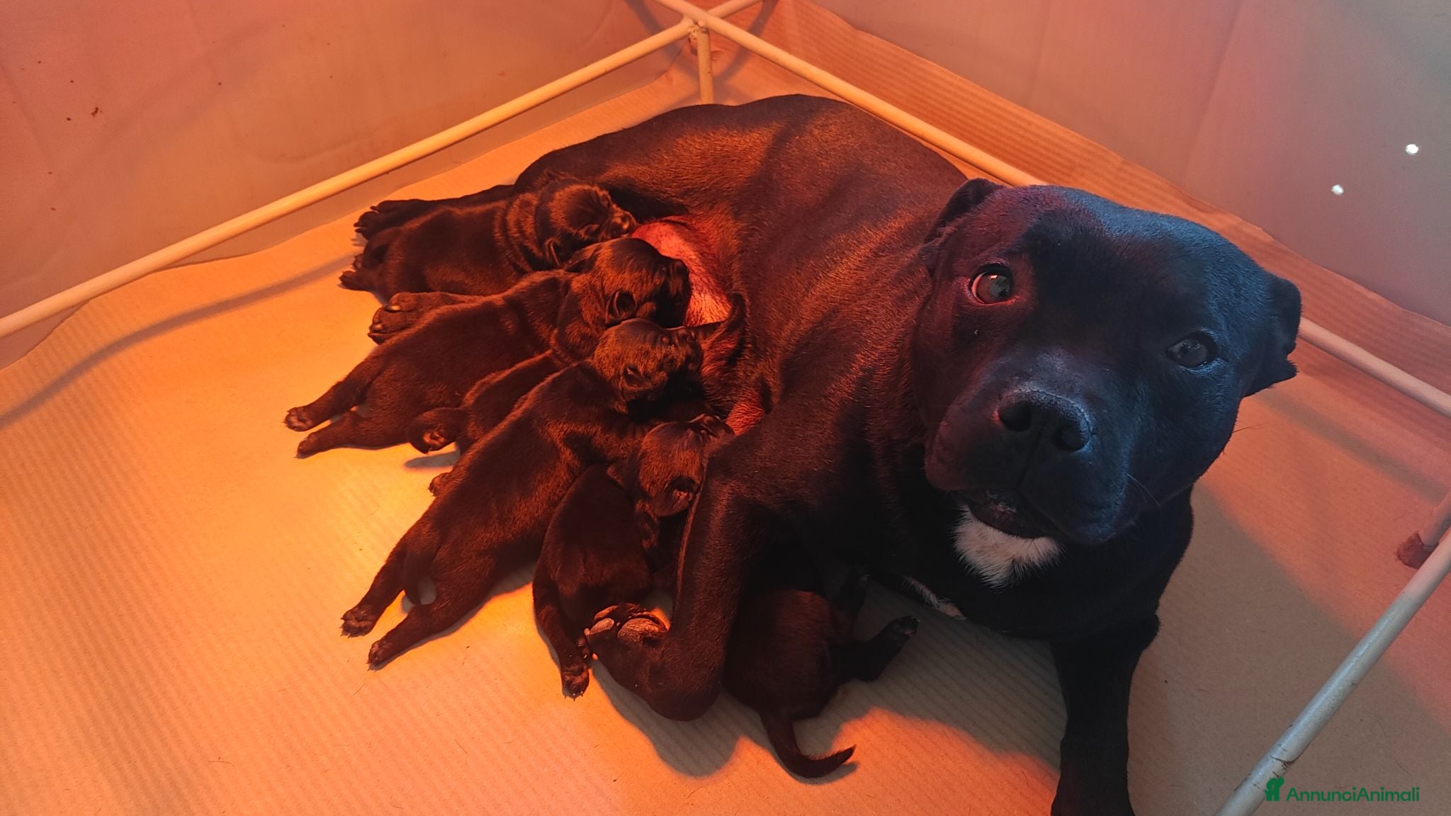 Staffordshire cani Staffordshire bull terrier  - Annuncio 2