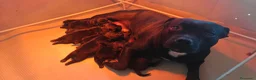Staffordshire cani in vendita: Staffordshire bull terrier  a Provincia di Potenza - Annuncio 1