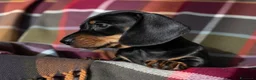 Bassotto cani in vendita: Bassotti Nani – Genitori Geneticamente Testati 🧬 - Annuncio 3