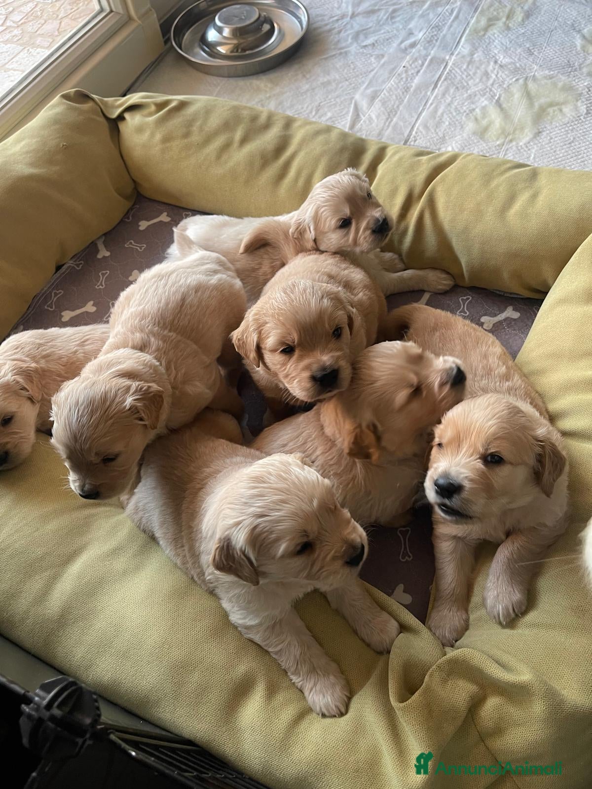 Golden Retriever cani Cuccioli di Golsen Retriver  - Annuncio 19