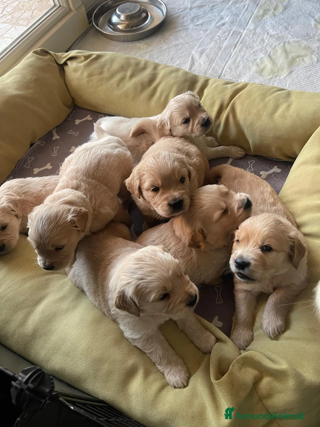 Golden Retriever cani in vendita: Cuccioli di Golsen Retriver  - Annuncio 1