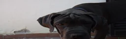 Cane Corso cani in vendita: Cucciola di cane corso - Annuncio 6