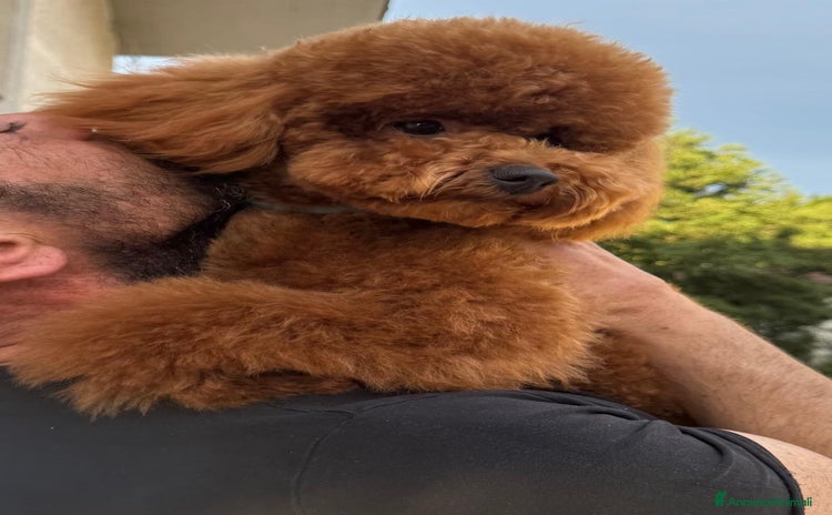 Barboncino cani - Annuncio 1