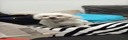 Maltese cani in vendita: Maltese 2 anni  a Provincia di Cremona - Annuncio 1